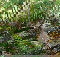 Wollumbin-Mount Warning National Park - Yamba Accommodation