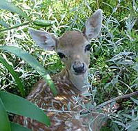 Mesopotamia Lodge Deer Park - Yamba Accommodation