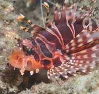 The Seaway Dive Site - Yamba Accommodation