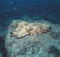 Scottish Prince Dive Site - Yamba Accommodation
