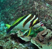 Palm Beach Reef Dive Site - Yamba Accommodation