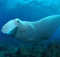 Manta Bommie Dive Site - Yamba Accommodation