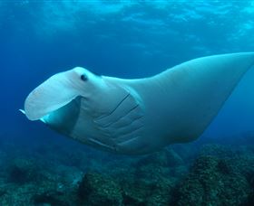 Manta Bommie Dive Site - Yamba Accommodation 0