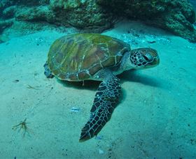 Manta Bommie Dive Site - Yamba Accommodation 3