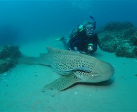 Manta Bommie Dive Site - Yamba Accommodation 1