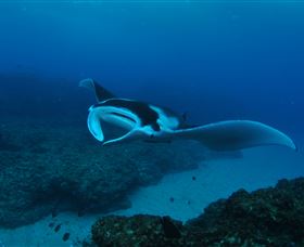 Manta Bommie Dive Site - Yamba Accommodation 2