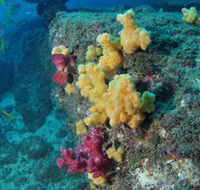 Shag Rock Dive Site - Yamba Accommodation
