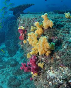Shag Rock Dive Site - Yamba Accommodation 0