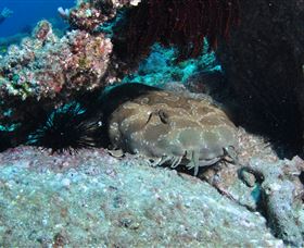 Shag Rock Dive Site - Yamba Accommodation 3