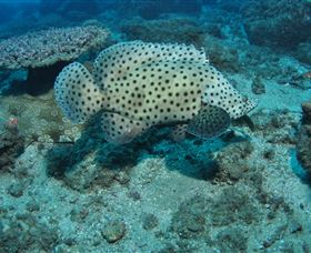 Shag Rock Dive Site - Yamba Accommodation 2