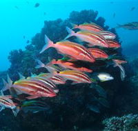 Flat Rock Dive Site - Yamba Accommodation