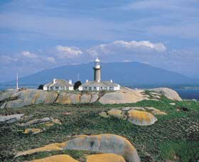 Montague Island Nature Reserve - Yamba Accommodation 0