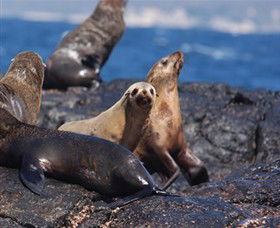 Montague Island Nature Reserve - Yamba Accommodation 2