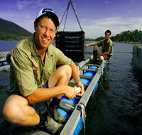 Armstrong Oysters - Yamba Accommodation