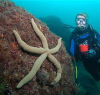 Cook Island Dive Site - Yamba Accommodation