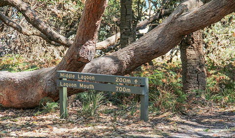 Middle Lagoon Walking Track - Yamba Accommodation 0