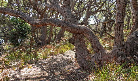 Middle Lagoon Walking Track - Yamba Accommodation 2