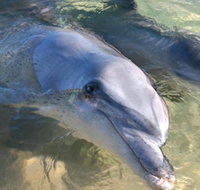 Dolphins of Monkey Mia - Yamba Accommodation