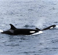 Killer Whale Trail - Yamba Accommodation