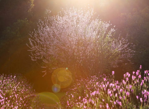 Jasmin Organics Skincare Farm And Factory - Yamba Accommodation 1