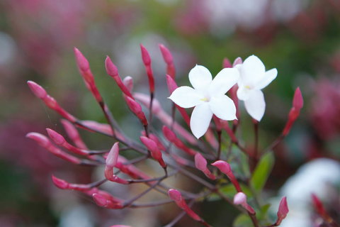 Jasmin Organics Skincare Farm And Factory - Yamba Accommodation 3