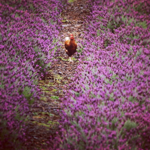 Jasmin Organics Skincare Farm And Factory - Yamba Accommodation 10