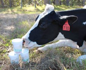 Millers Ice Cream - Yamba Accommodation 2