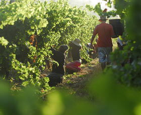 Cullen Wines - Yamba Accommodation 2