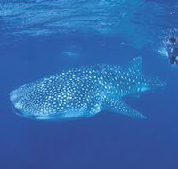 Ningaloo Reef - Yamba Accommodation