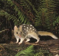 Tarkine Forest Reserve - Yamba Accommodation
