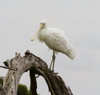 Melbourne Birding Tours - Yamba Accommodation