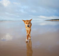 Fraser Island Adventure Tours - Yamba Accommodation