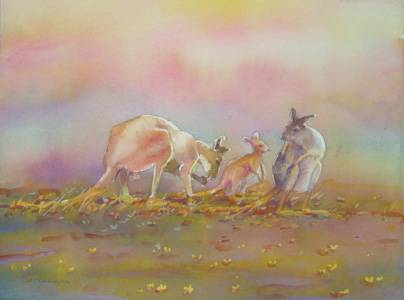 Territory Colours - Yamba Accommodation 1