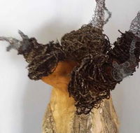 Caldera Wildscapes Gallery - Yamba Accommodation