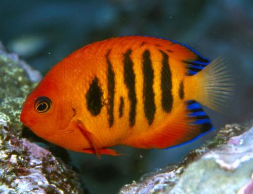 Stratford QLD Yamba Accommodation