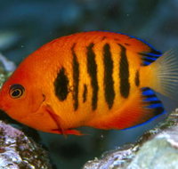 Cairns Marine - Yamba Accommodation