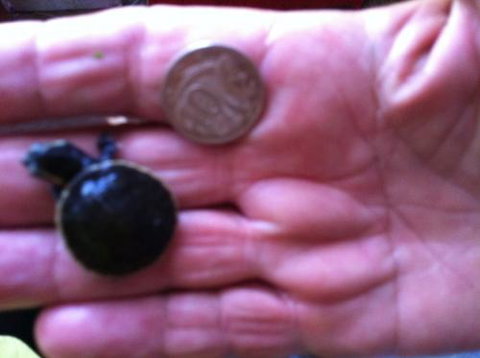 Hurley’s Aquariums - Yamba Accommodation 0