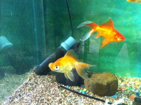 Hurley’s Aquariums - Yamba Accommodation 2