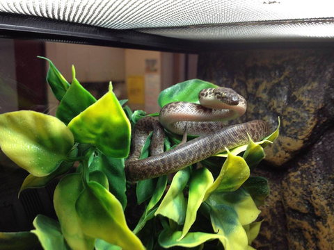 Pets Wonderland - Yamba Accommodation 3