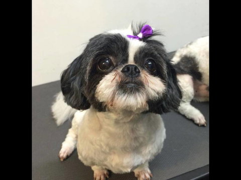 Pets Wonderland - Yamba Accommodation 4