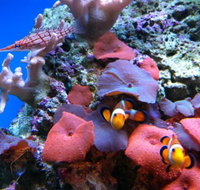 Tropical Marine Centre - Yamba Accommodation