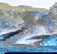 Jet Boat Whale Watching Safari from Dunsborough - Yamba Accommodation