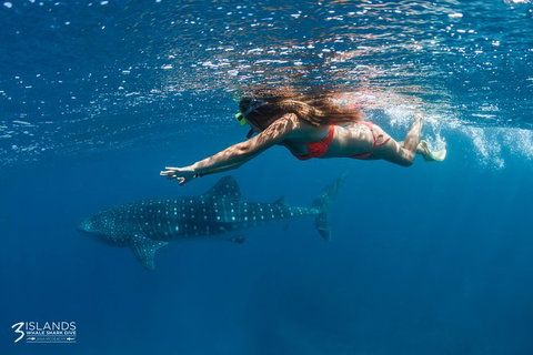 Swim With Whale Sharks - Ningaloo Reef - 3 Islands Whale Shark Dive - Yamba Accommodation 0