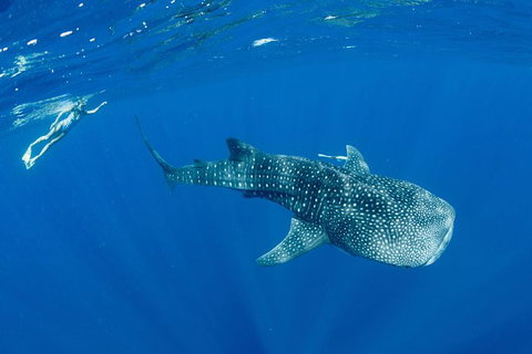 Swim With Whale Sharks - Ningaloo Reef - 3 Islands Whale Shark Dive - Yamba Accommodation 18