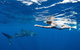 Swim With Whale Sharks - Ningaloo Reef - 3 Islands Whale Shark Dive - thumb 21