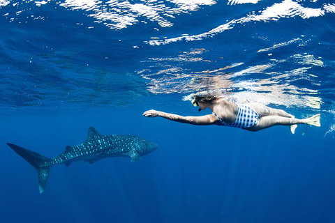 Swim With Whale Sharks - Ningaloo Reef - 3 Islands Whale Shark Dive - Yamba Accommodation 21