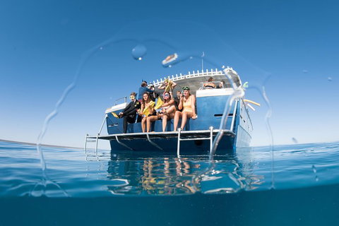 Swim With Whale Sharks - Ningaloo Reef - 3 Islands Whale Shark Dive - Yamba Accommodation 11