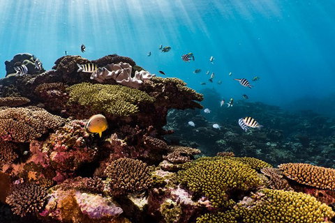 Swim With Whale Sharks - Ningaloo Reef - 3 Islands Whale Shark Dive - Yamba Accommodation 16