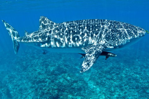 Swim With Whale Sharks - Ningaloo Reef - 3 Islands Whale Shark Dive - Yamba Accommodation 13