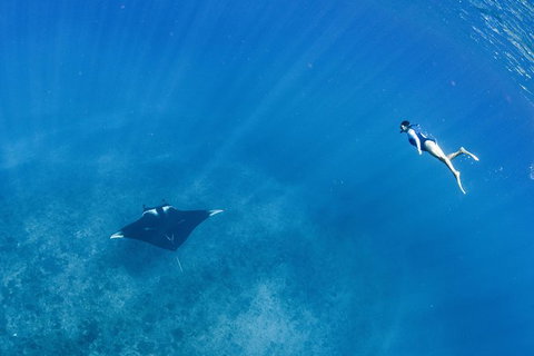 Swim With Whale Sharks - Ningaloo Reef - 3 Islands Whale Shark Dive - Yamba Accommodation 19